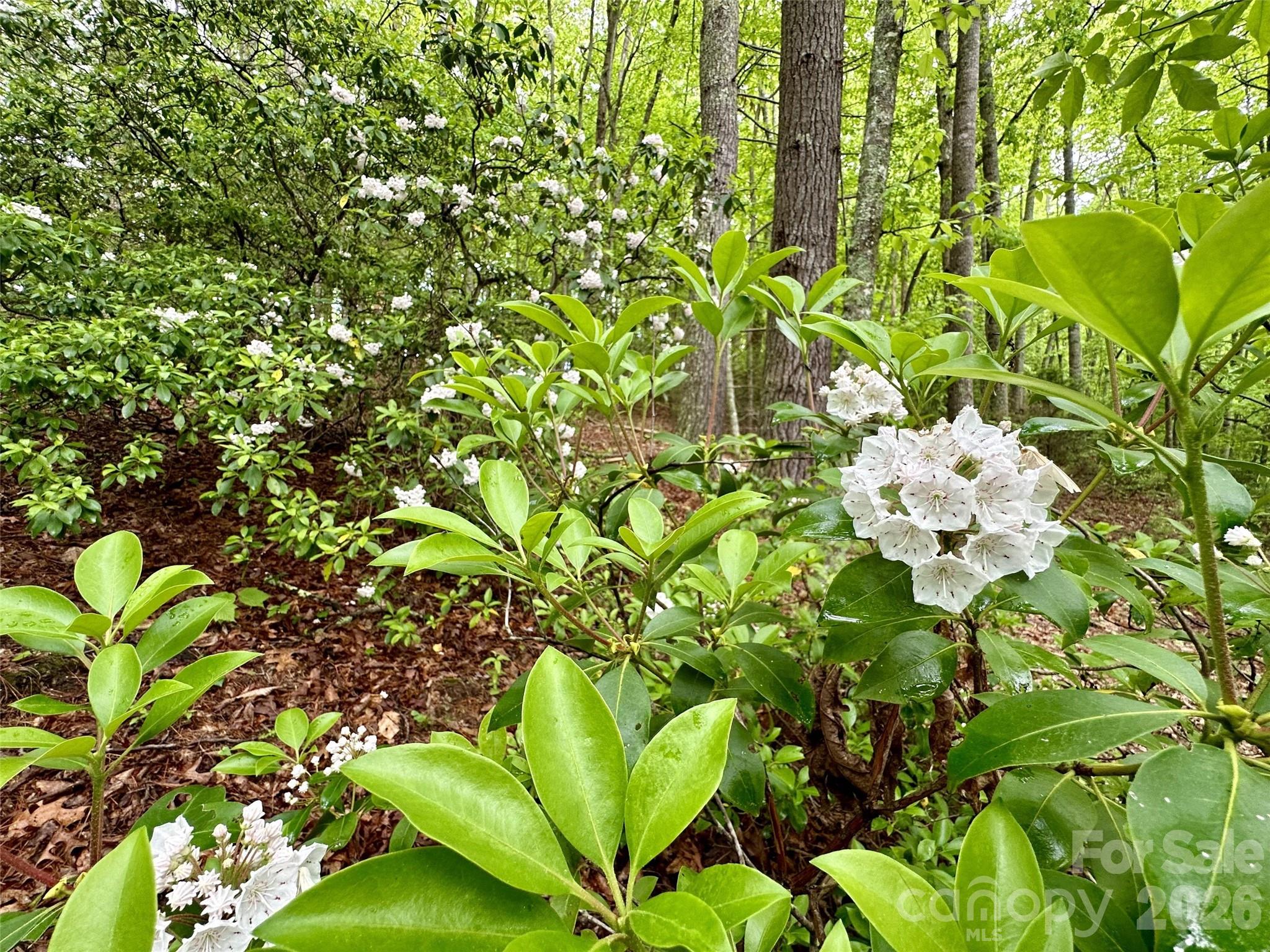 11 Wildlife Drive Clyde NC 28721