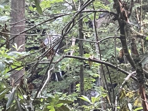 2600 Canada Road Tuckasegee NC 28783