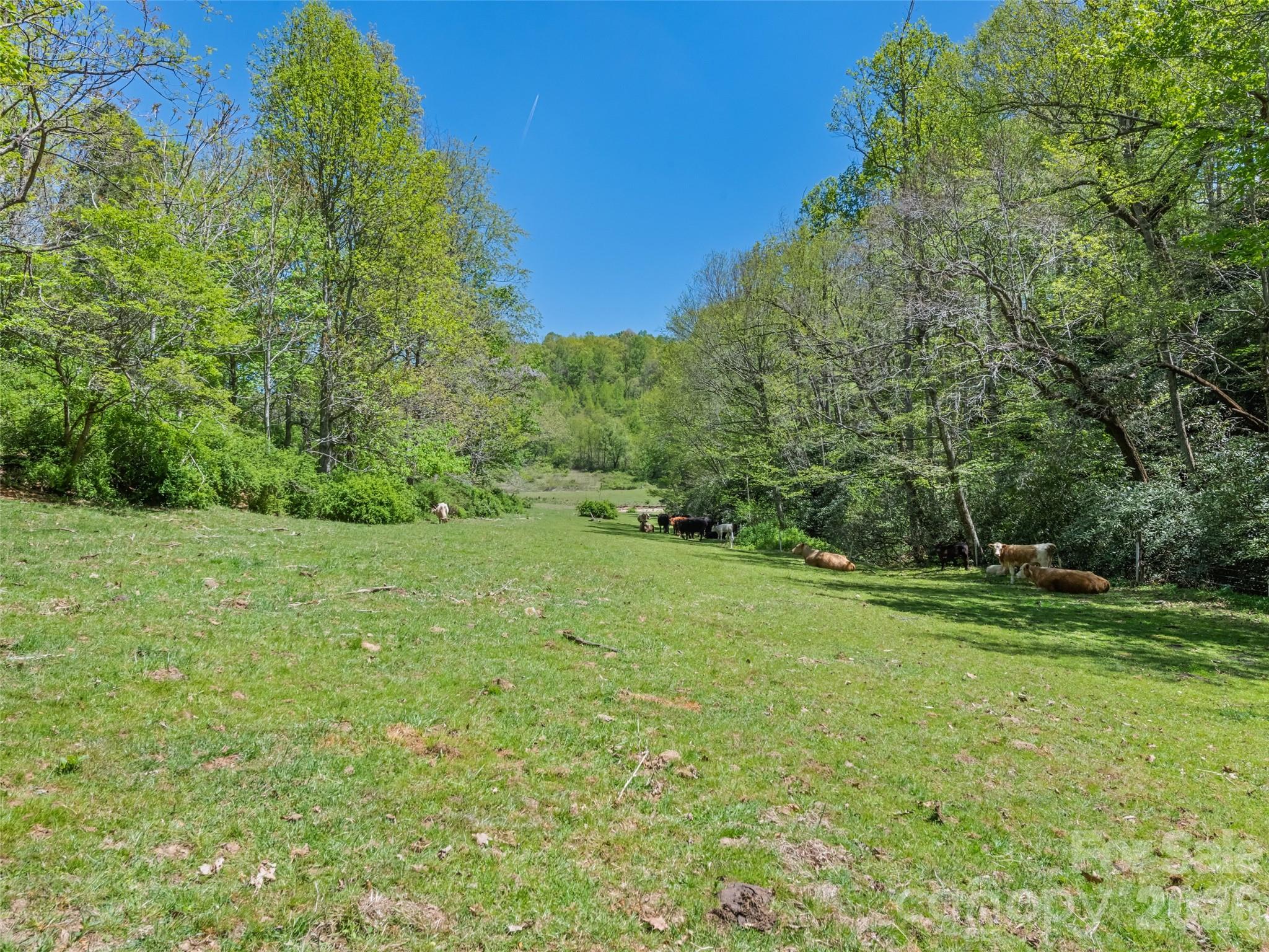 1372 Sand Branch Road Black Mountain NC 28711