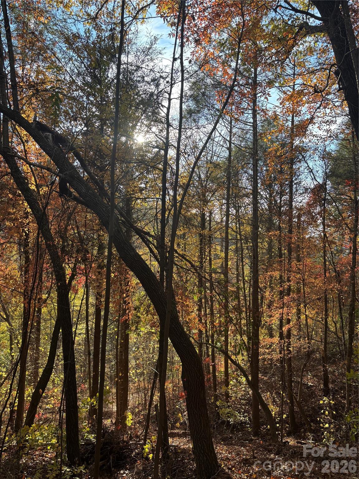 000 Cook Cove Road Weaverville NC 28787
