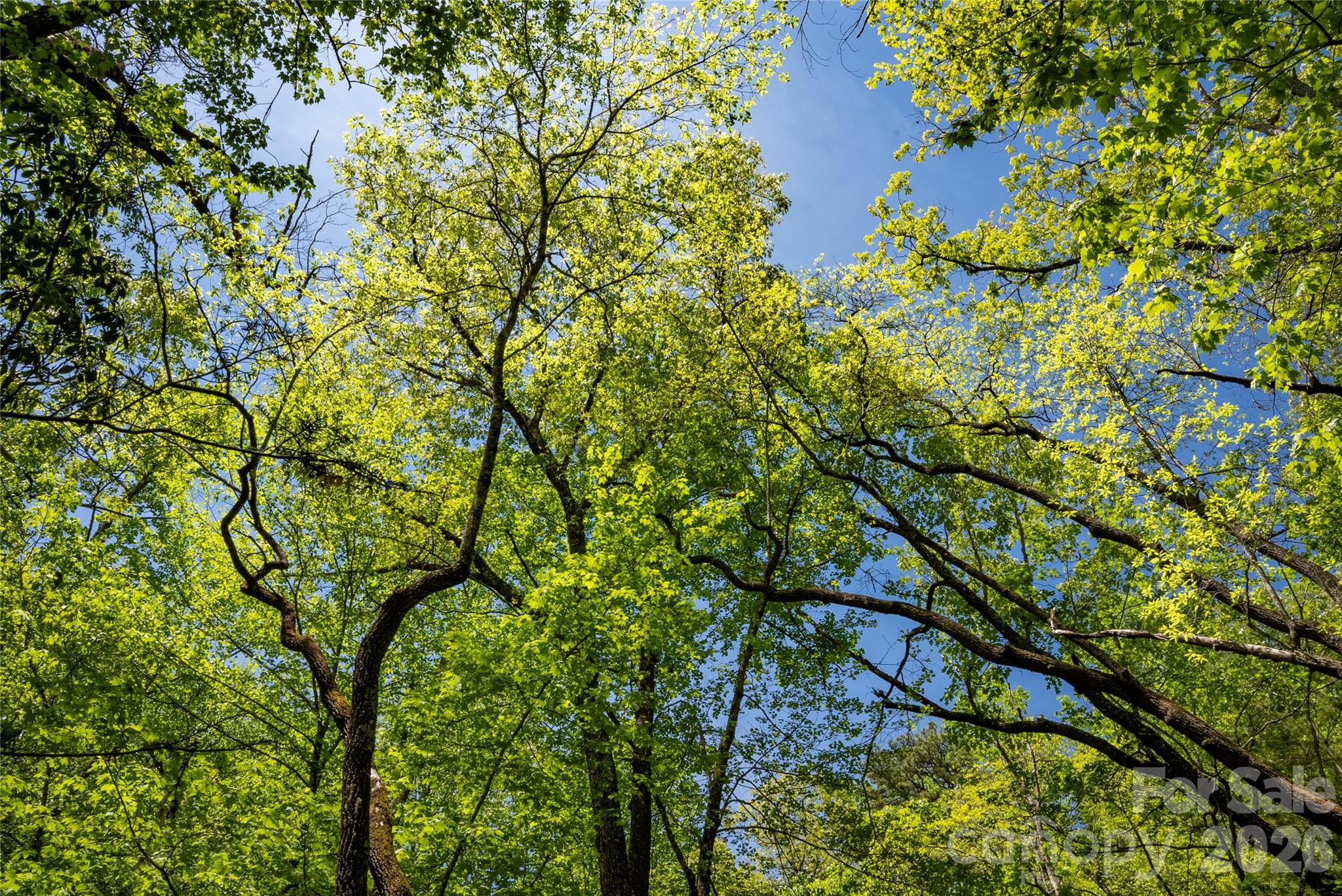 Tbd Springhouse Trail Brevard NC 28712