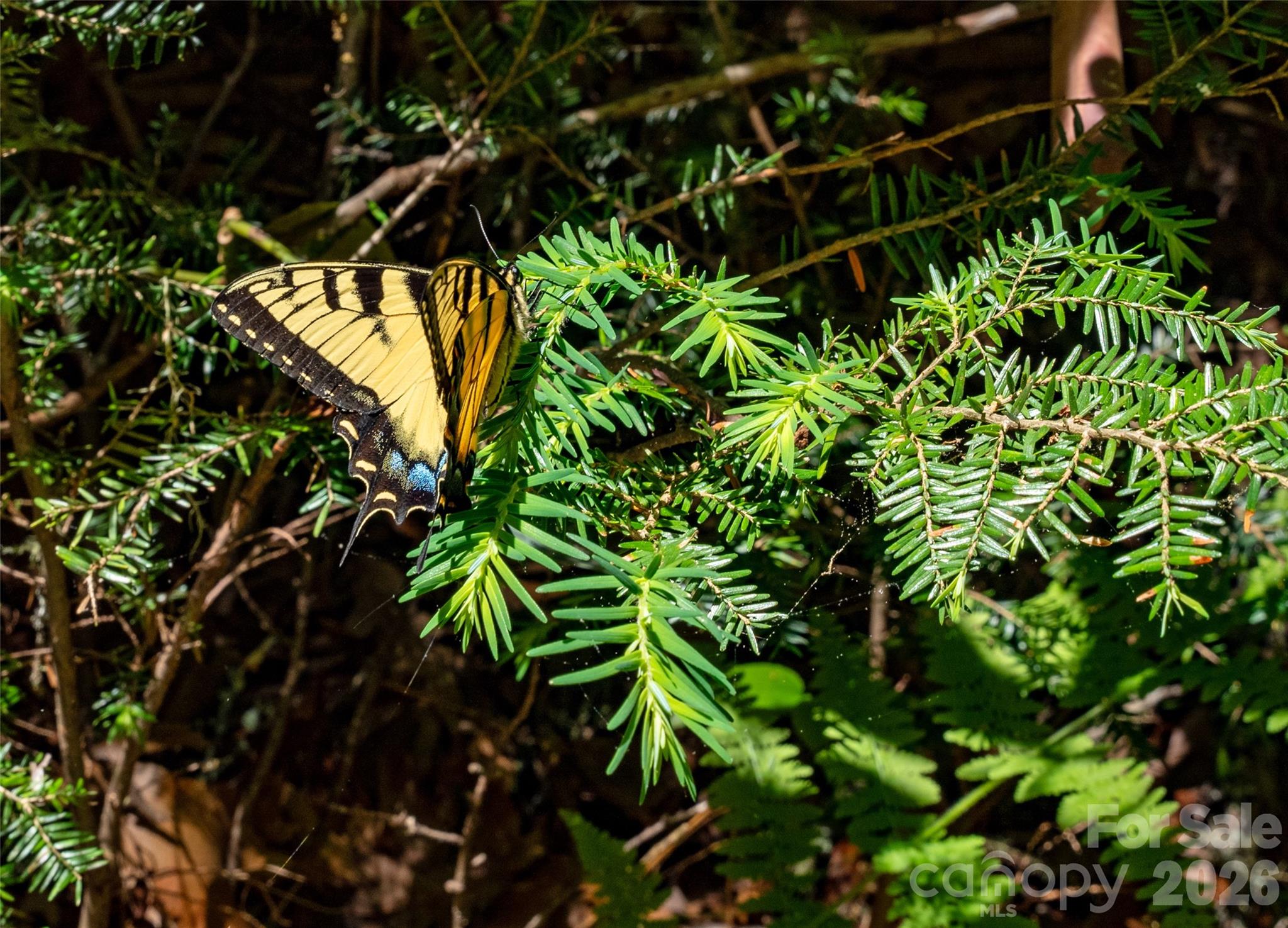 Tbd Springhouse Trail Brevard NC 28712