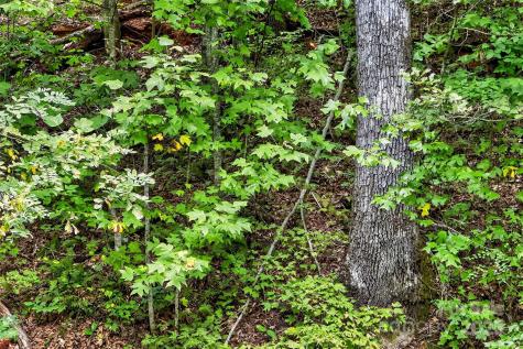 100 Comet Falls Trail Black Mountain NC 28711
