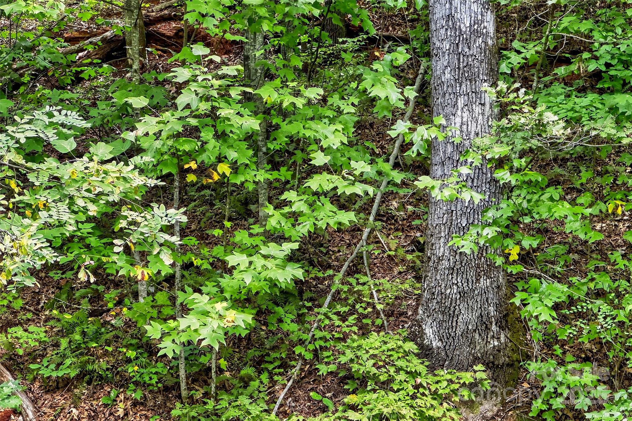 100 Comet Falls Trail Black Mountain NC 28711