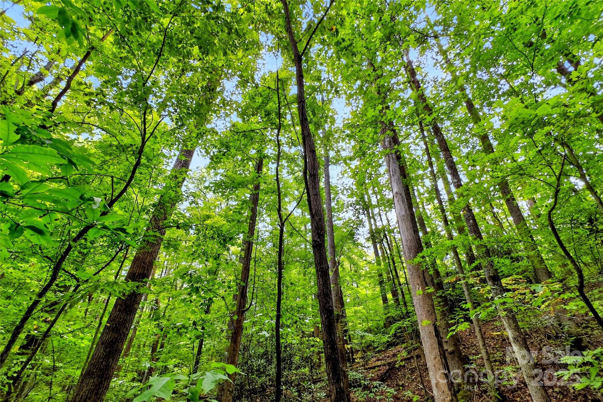 100 Comet Falls Trail Black Mountain NC 28711