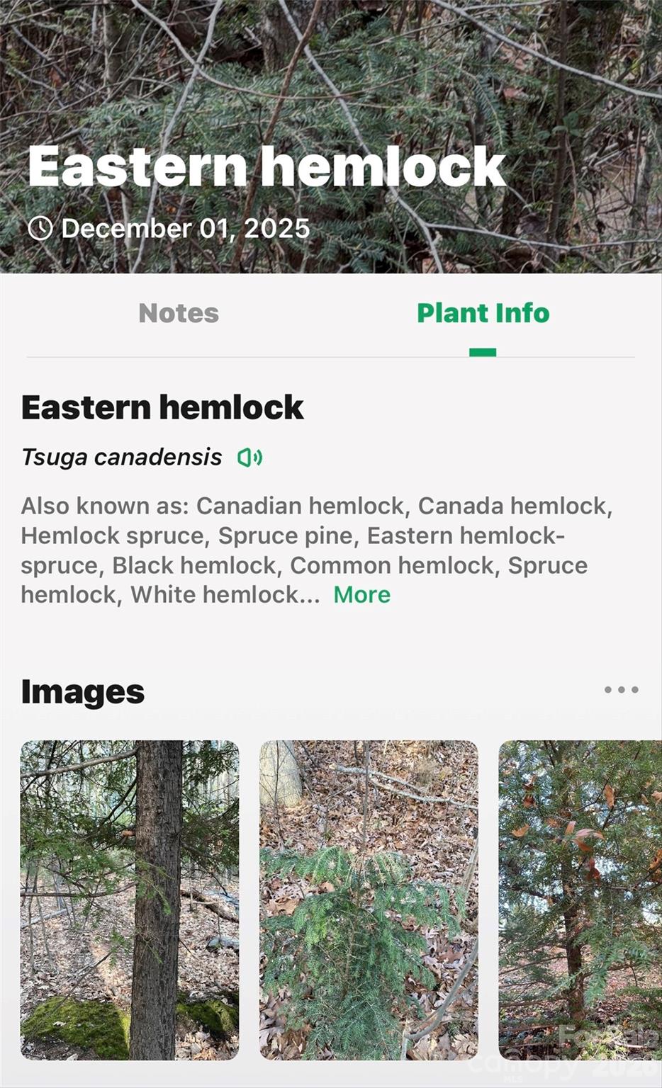 172 Crimson Drive Old Fort NC 28762
