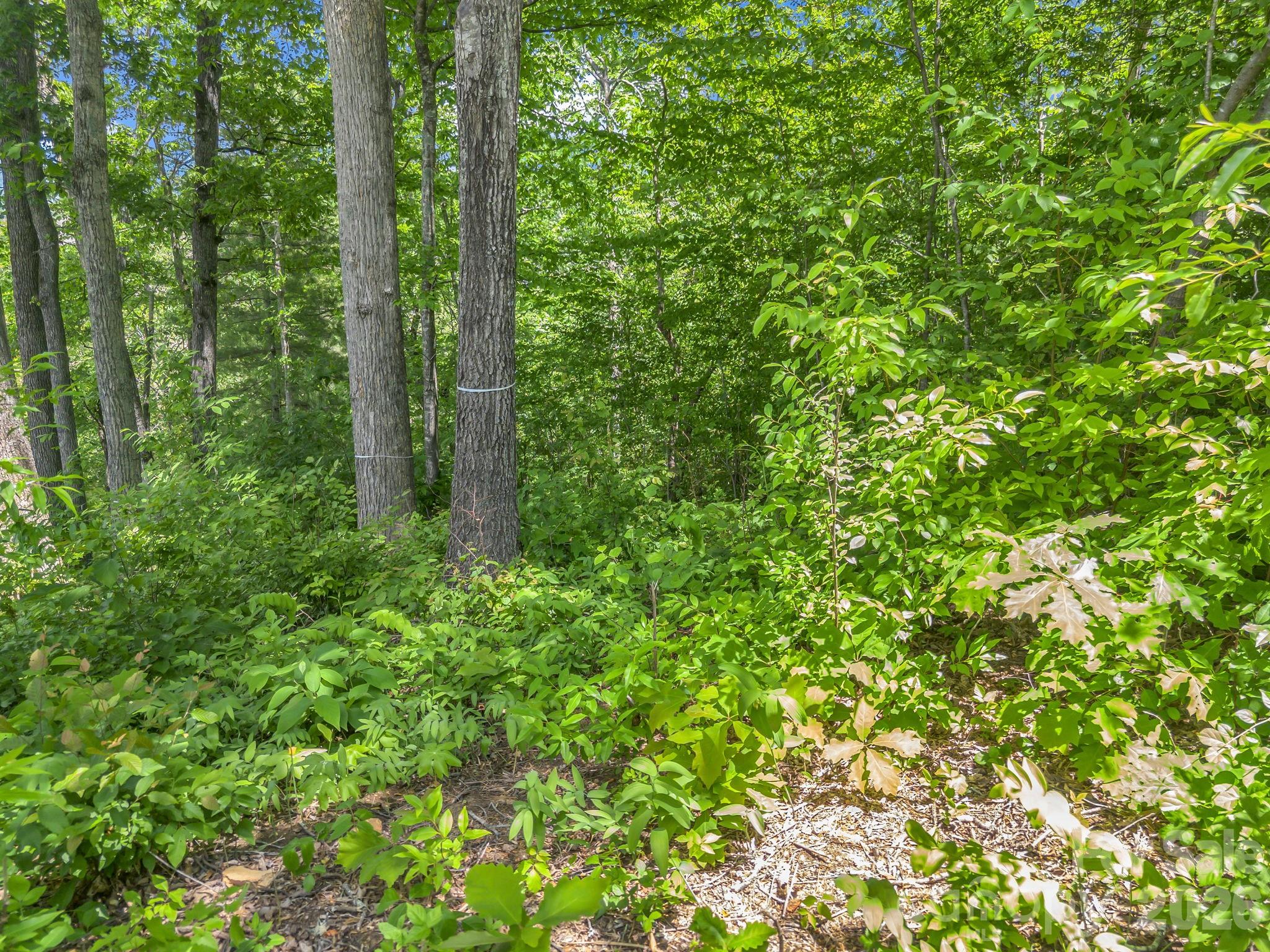 65 Bradford Vistas Vista Fletcher NC 28732