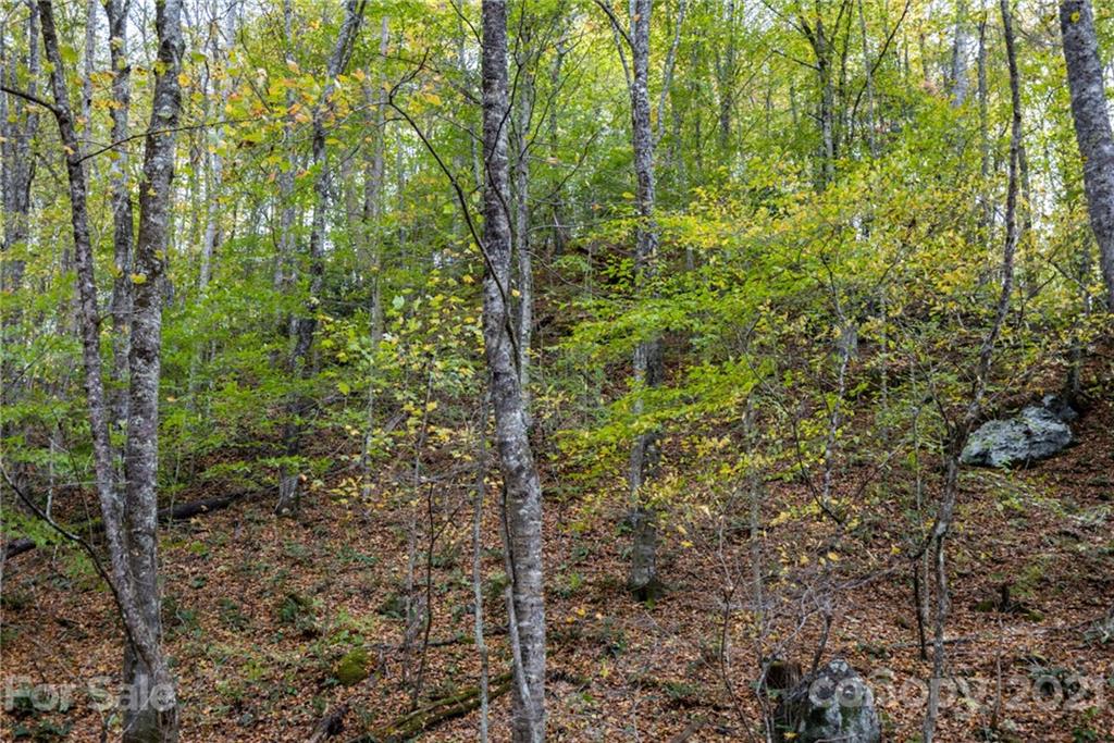 4904 Whitson Branch Road Green Mountain NC 28740