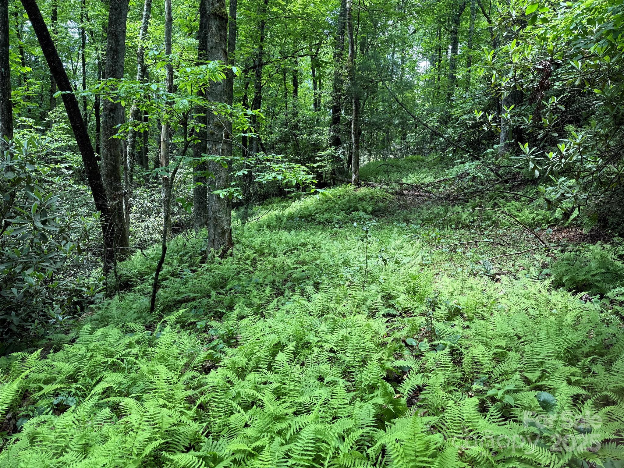 Tbd Caroline Lane Pisgah Forest NC 28768