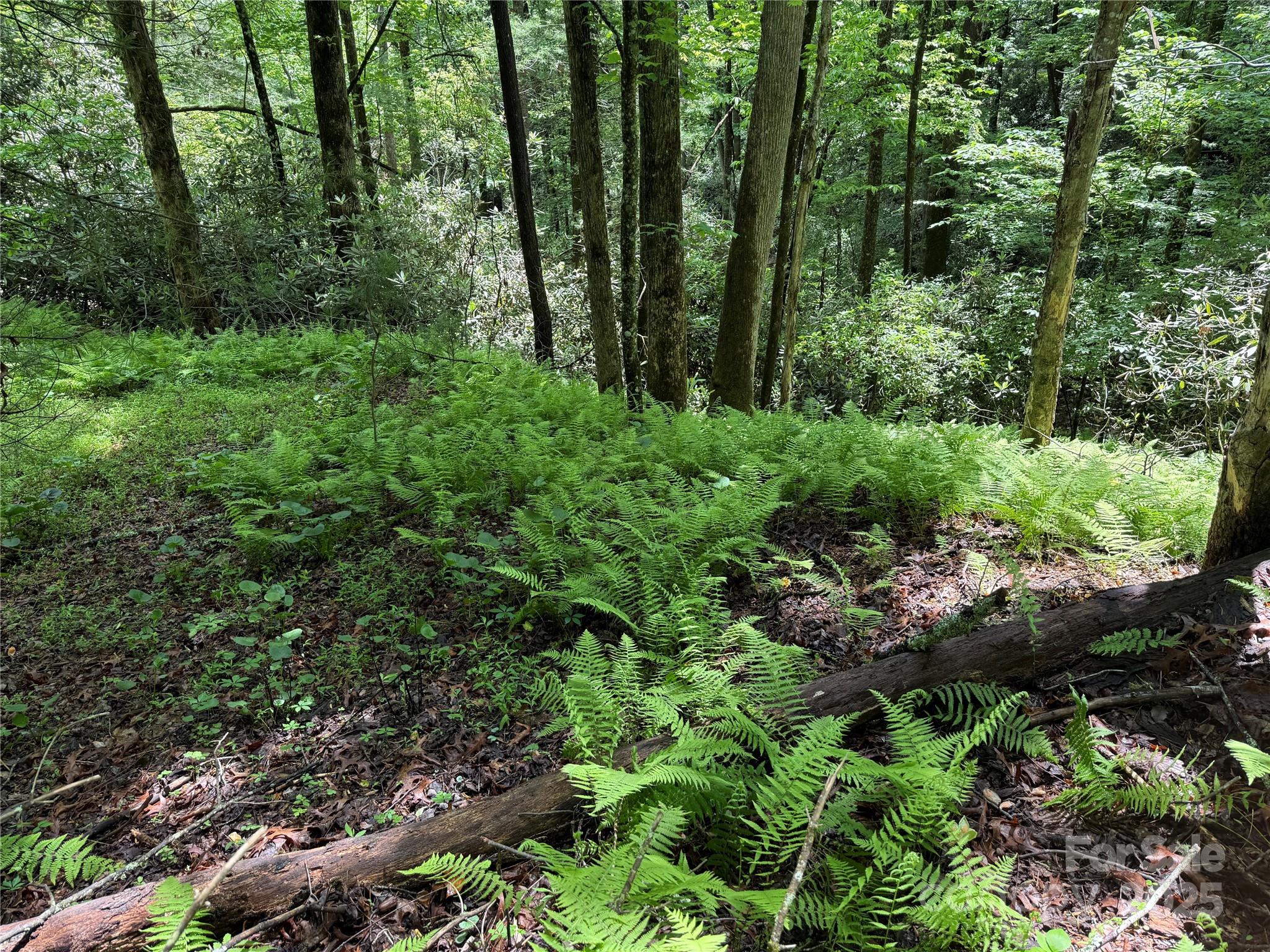 Tbd Caroline Lane Pisgah Forest NC 28768