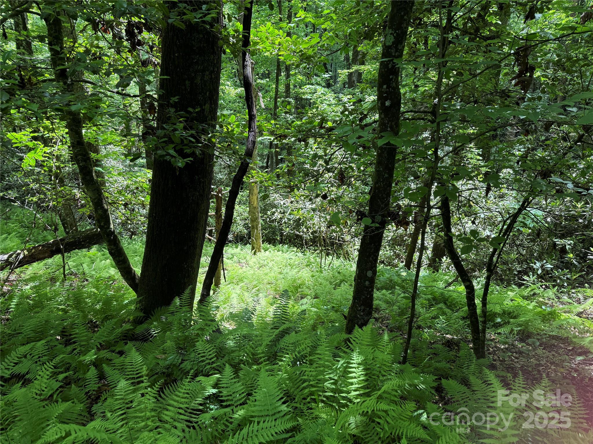 Tbd Caroline Lane Pisgah Forest NC 28768