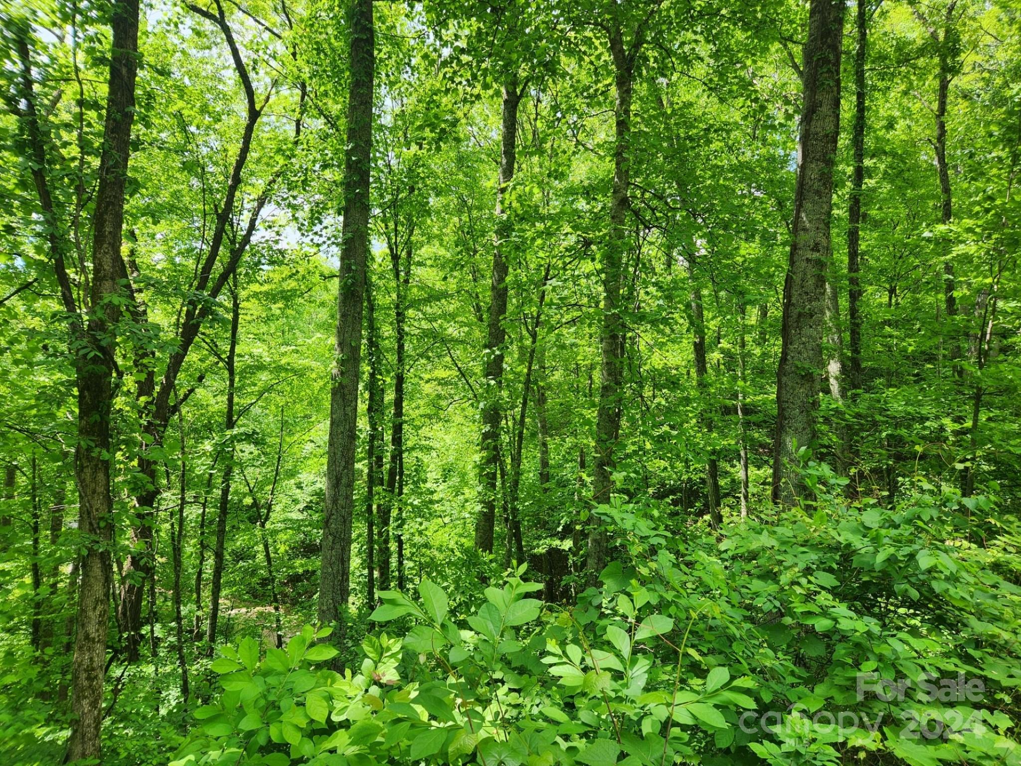 000 Chandra Lane Leicester NC 28748