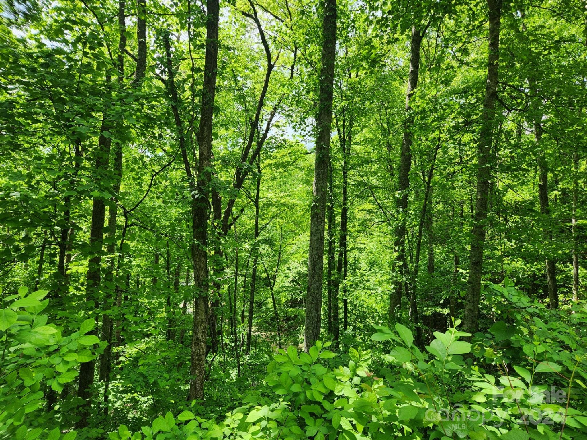 000 Chandra Lane Leicester NC 28748