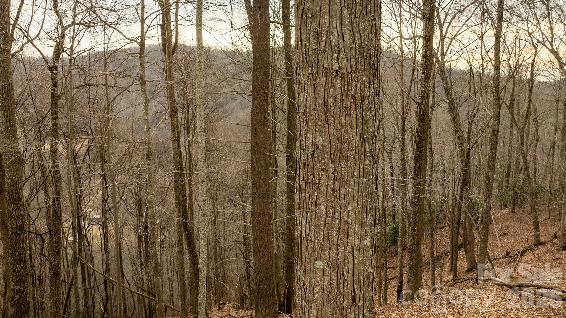 0000 Devils Knob Road Mars Hill NC 28754