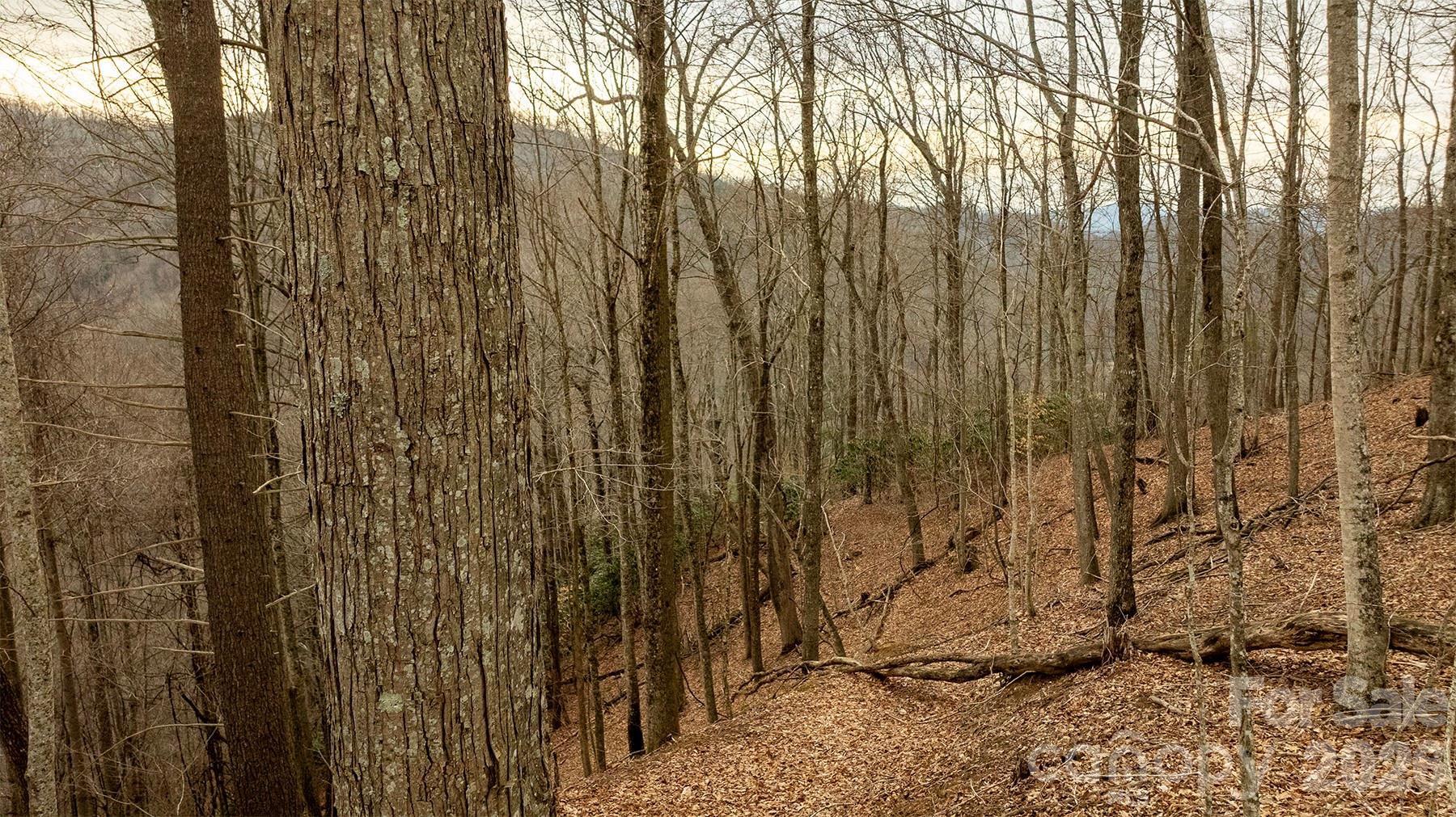 0000 Devils Knob Road Mars Hill NC 28754