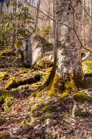 0000 Devils Knob Road Mars Hill NC 28754