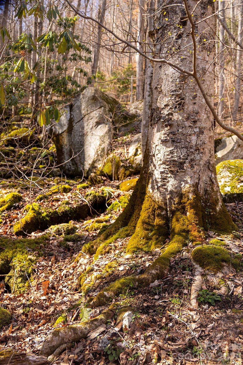 0000 Devils Knob Road Mars Hill NC 28754