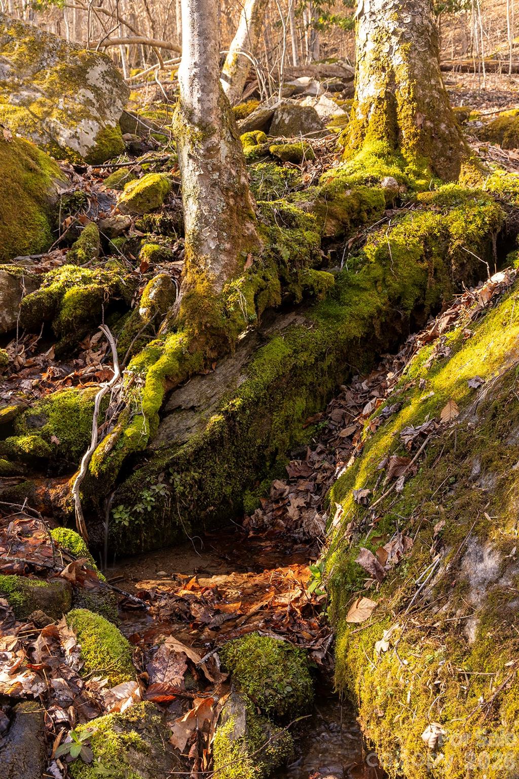 0000 Devils Knob Road Mars Hill NC 28754