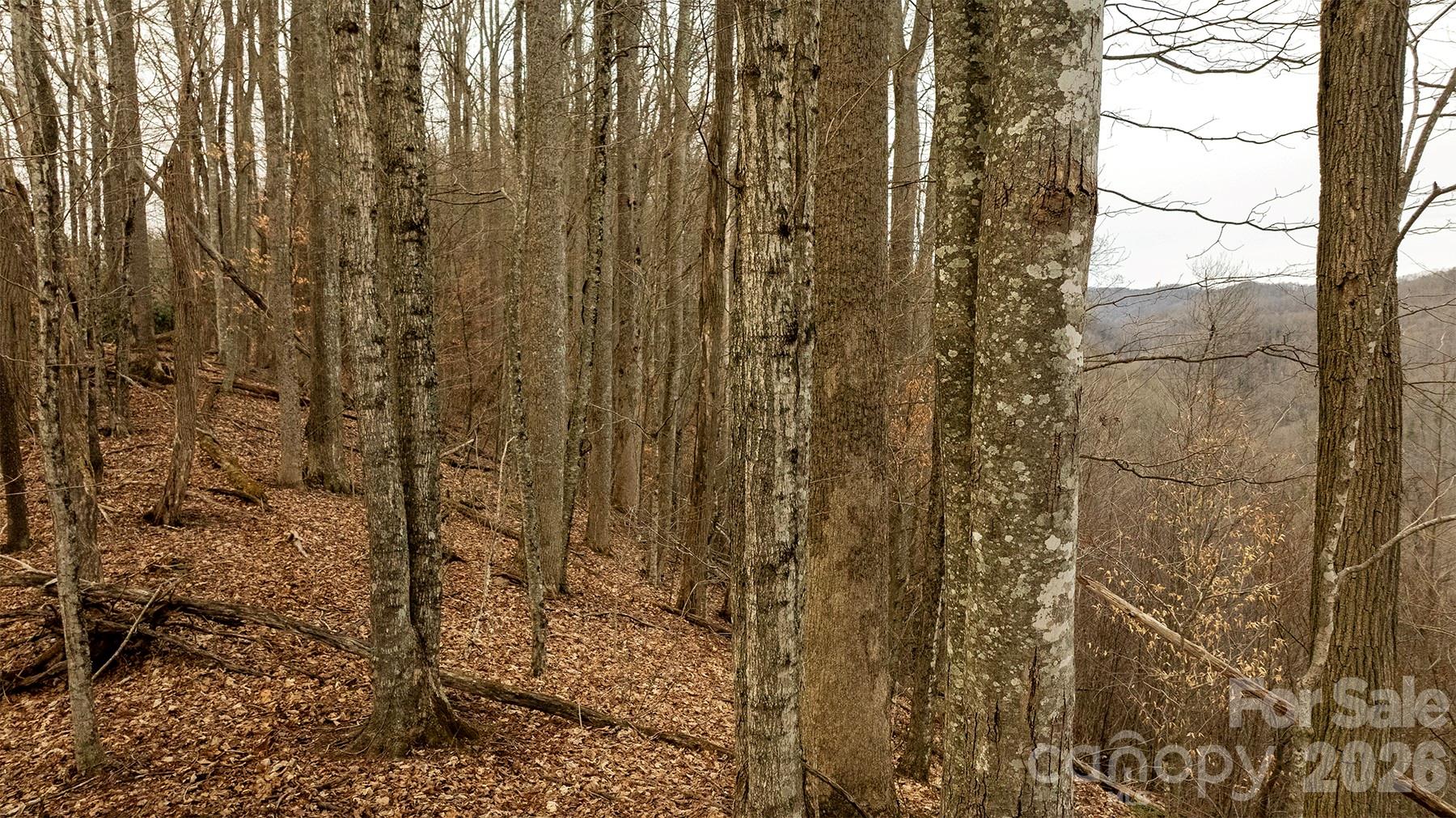 0000 Devils Knob Road Mars Hill NC 28754