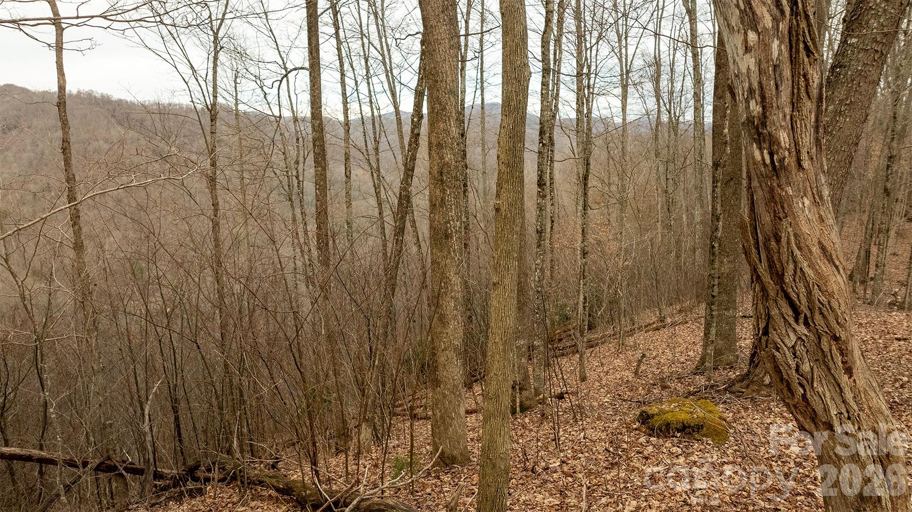 0000 Devils Knob Road Mars Hill NC 28754