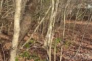 Lot 49 Harmony Grove Road Nebo NC 28761