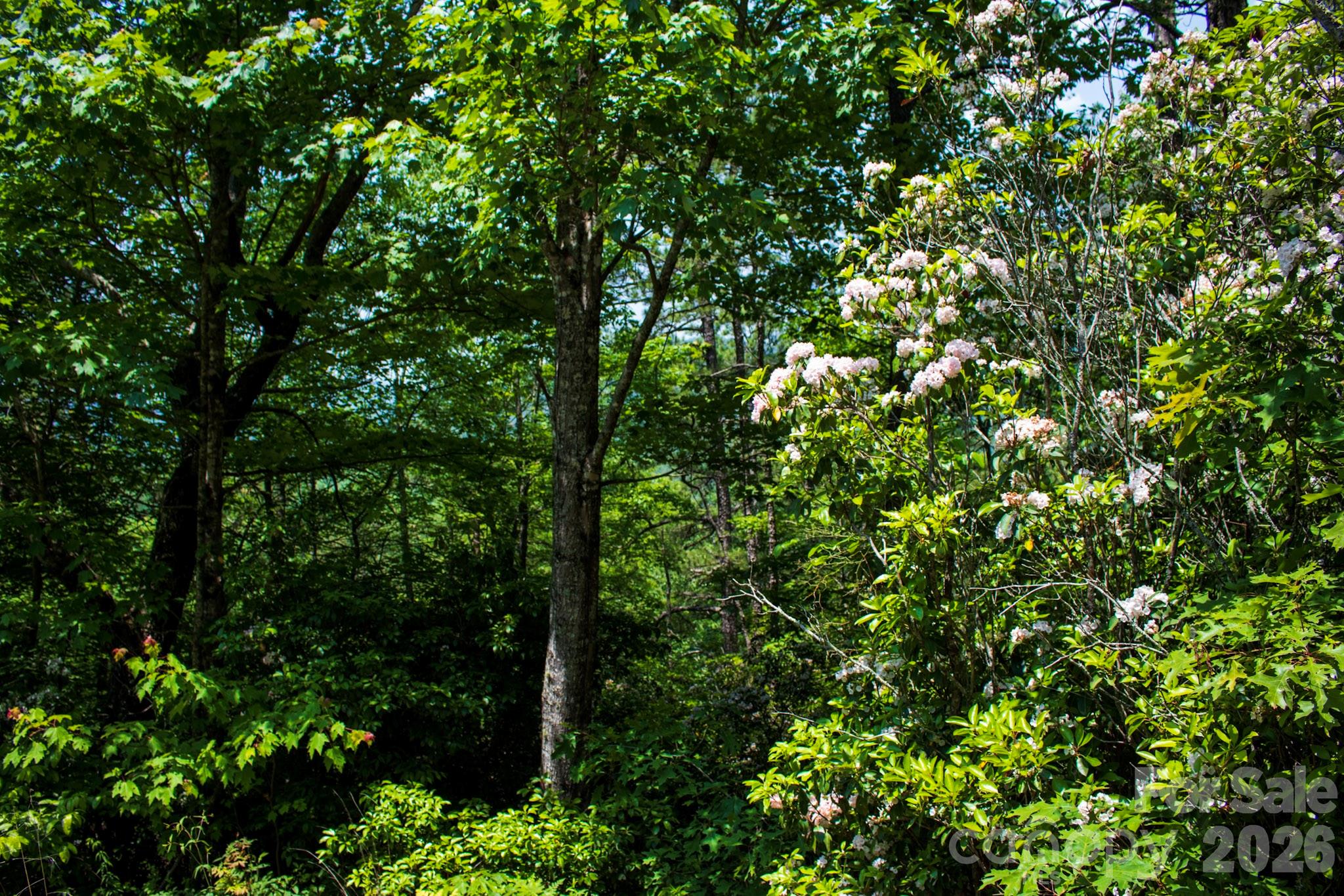 Tbd Fox Den Road Brevard NC 28712
