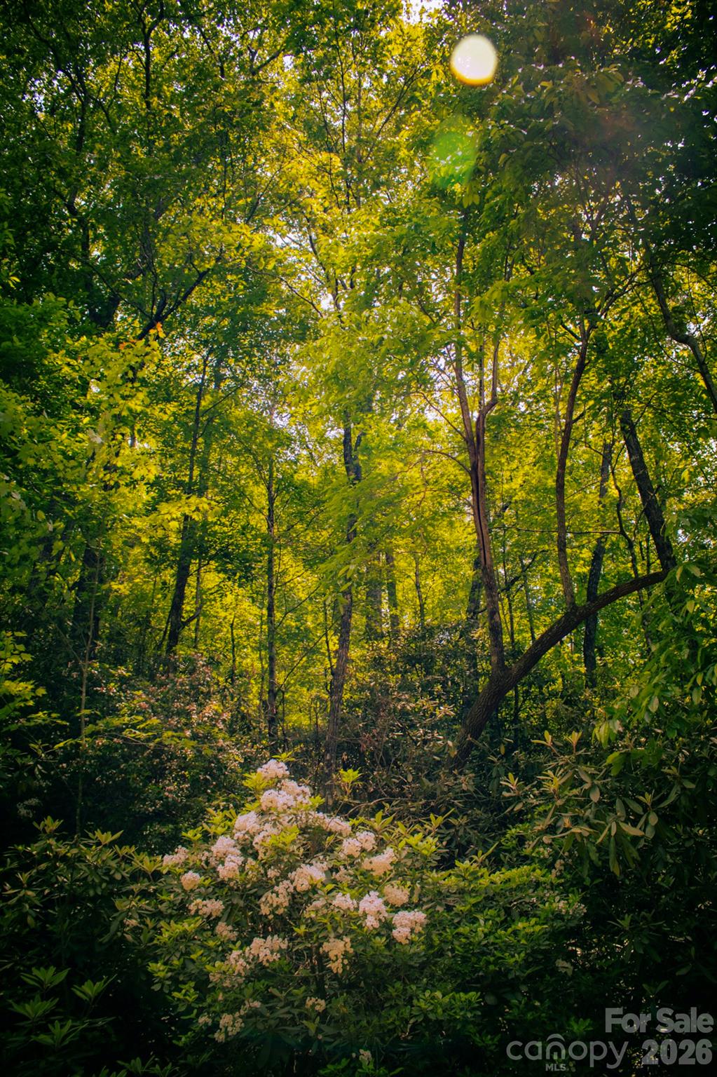 Tbd Fox Den Road Brevard NC 28712