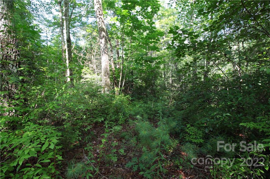 Lot 19 Gastons Bee Gum Road Brevard NC 28712