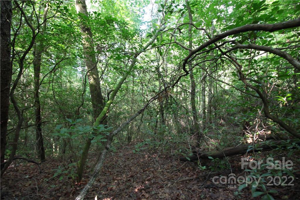 Lot 19 Gastons Bee Gum Road Brevard NC 28712