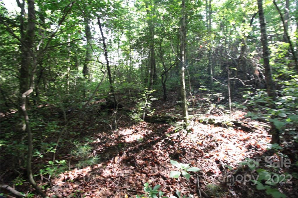 Lot 19 Gastons Bee Gum Road Brevard NC 28712