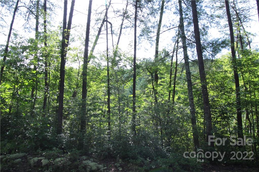 Lot 19 Gastons Bee Gum Road Brevard NC 28712