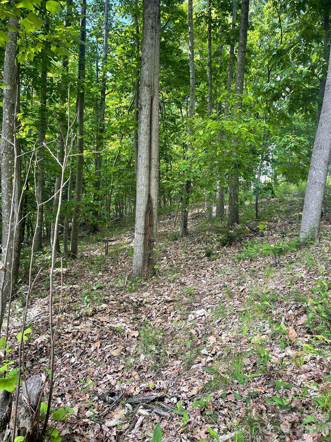 Lot 15 Dogwood Road Moravian Falls NC 28654