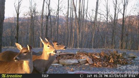 Lot 15 Dogwood Road Moravian Falls NC 28654
