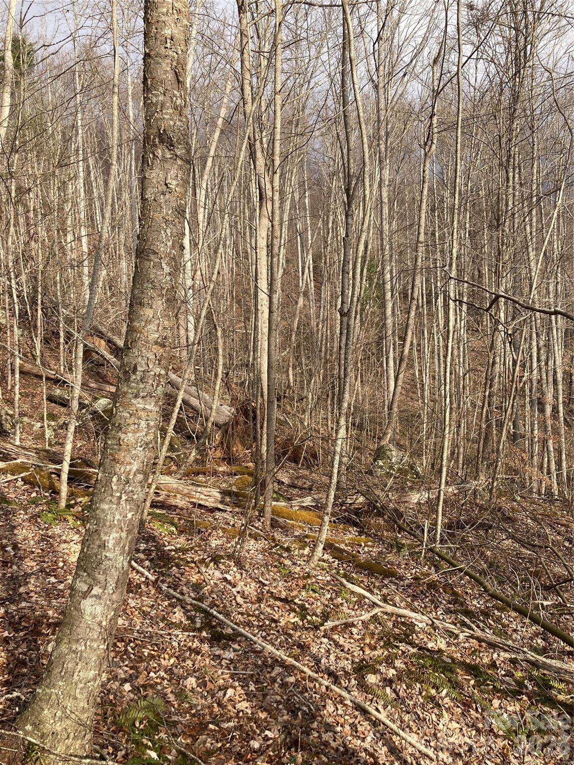 00 Sweet Creek Road Bakersville NC 28705