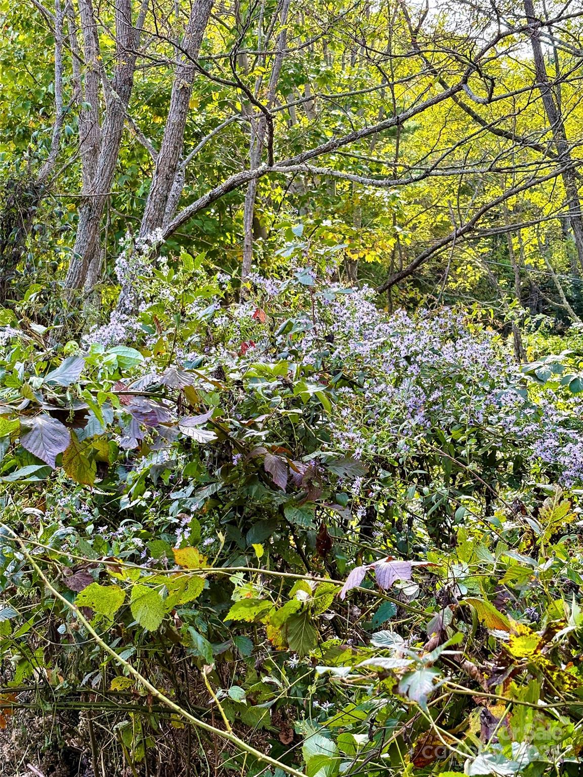 Tract 2 Turkey Trot Road Clyde NC 28721