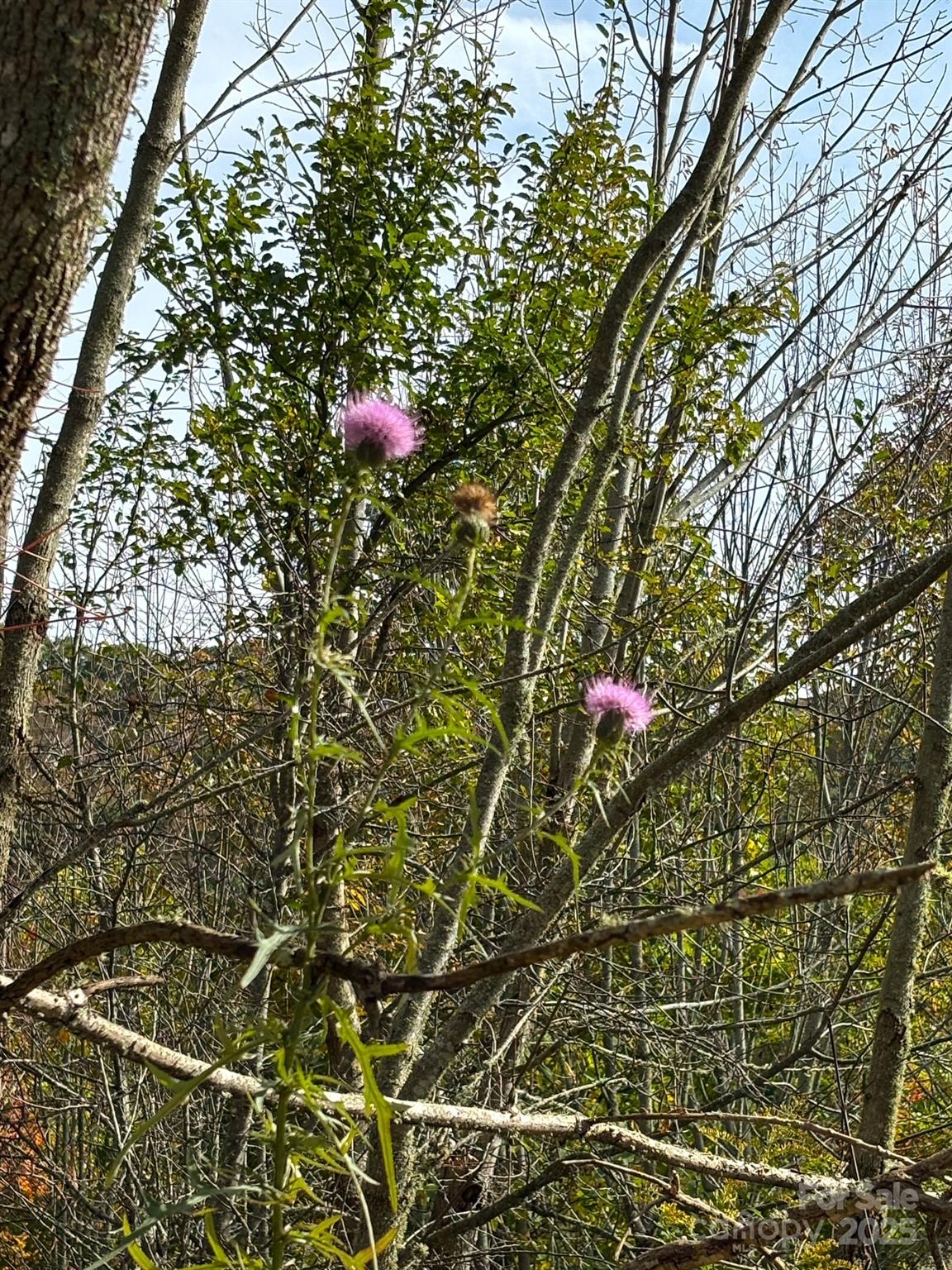 Tract 2 Turkey Trot Road Clyde NC 28721