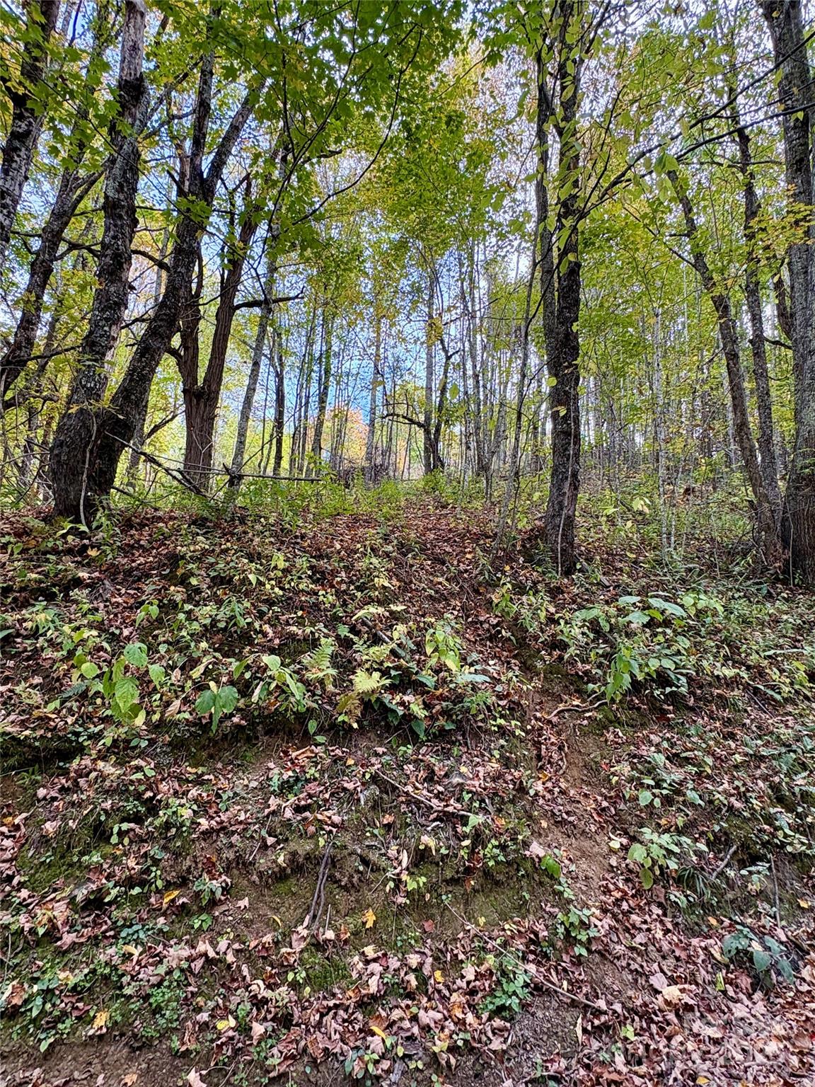 Tract 2 Turkey Trot Road Clyde NC 28721