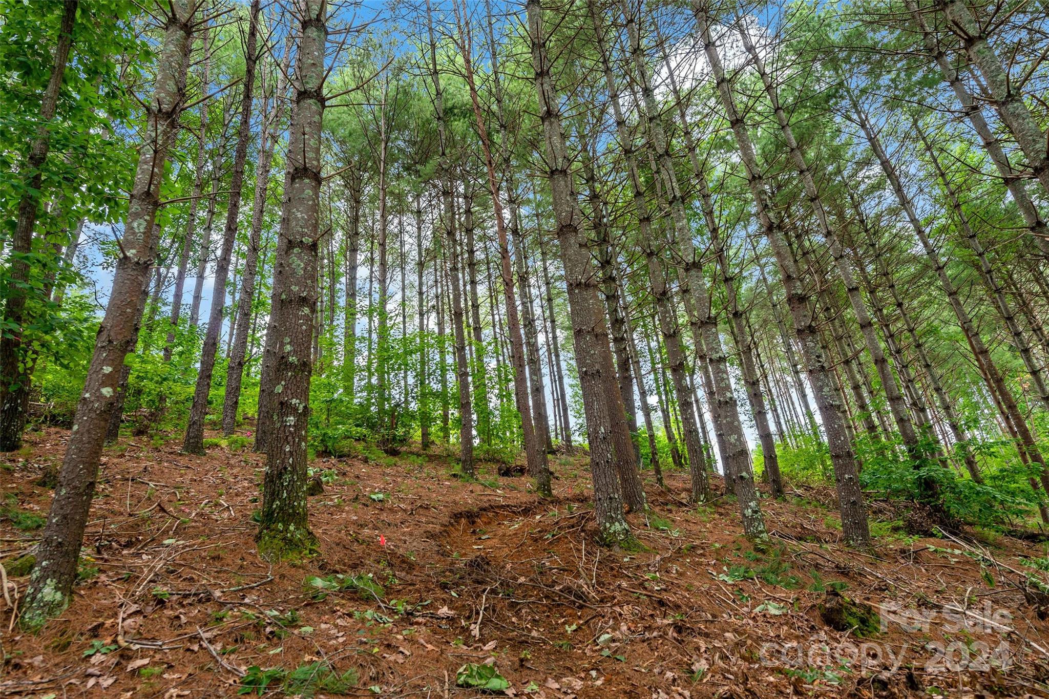 153 Gray Ridge View Drive Nebo NC 28761