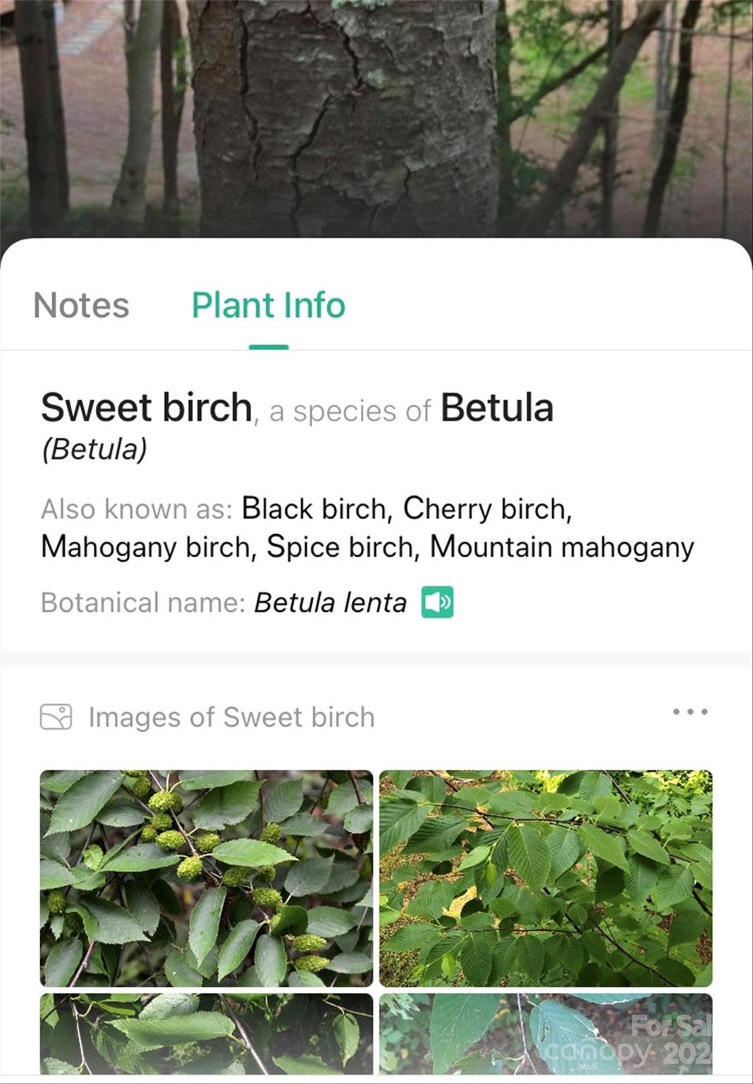 153 Gray Ridge View Drive Nebo NC 28761