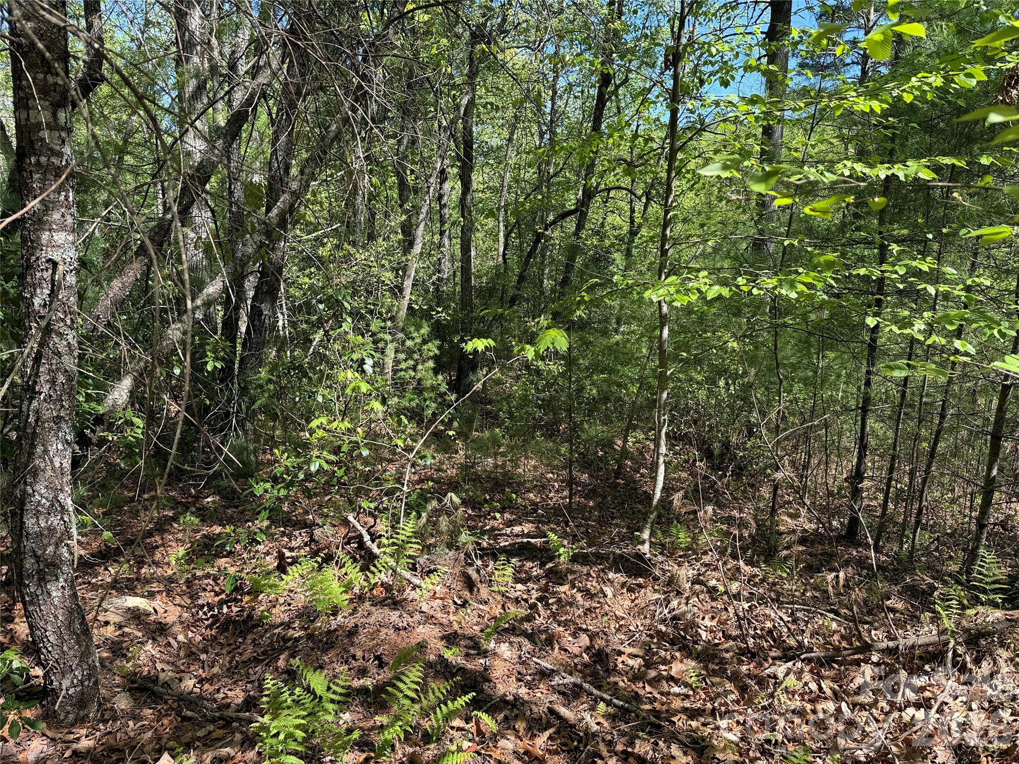 Tbd Staghorn Road Purlear NC 28665