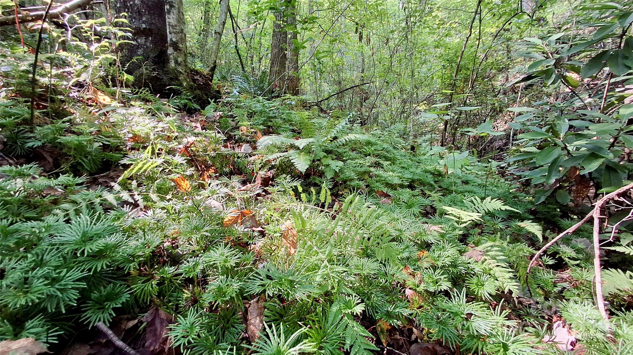 0 Cross Creek Circle Sylva NC 28779