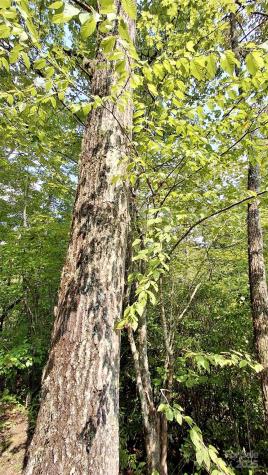 0 Cross Creek Circle Sylva NC 28779