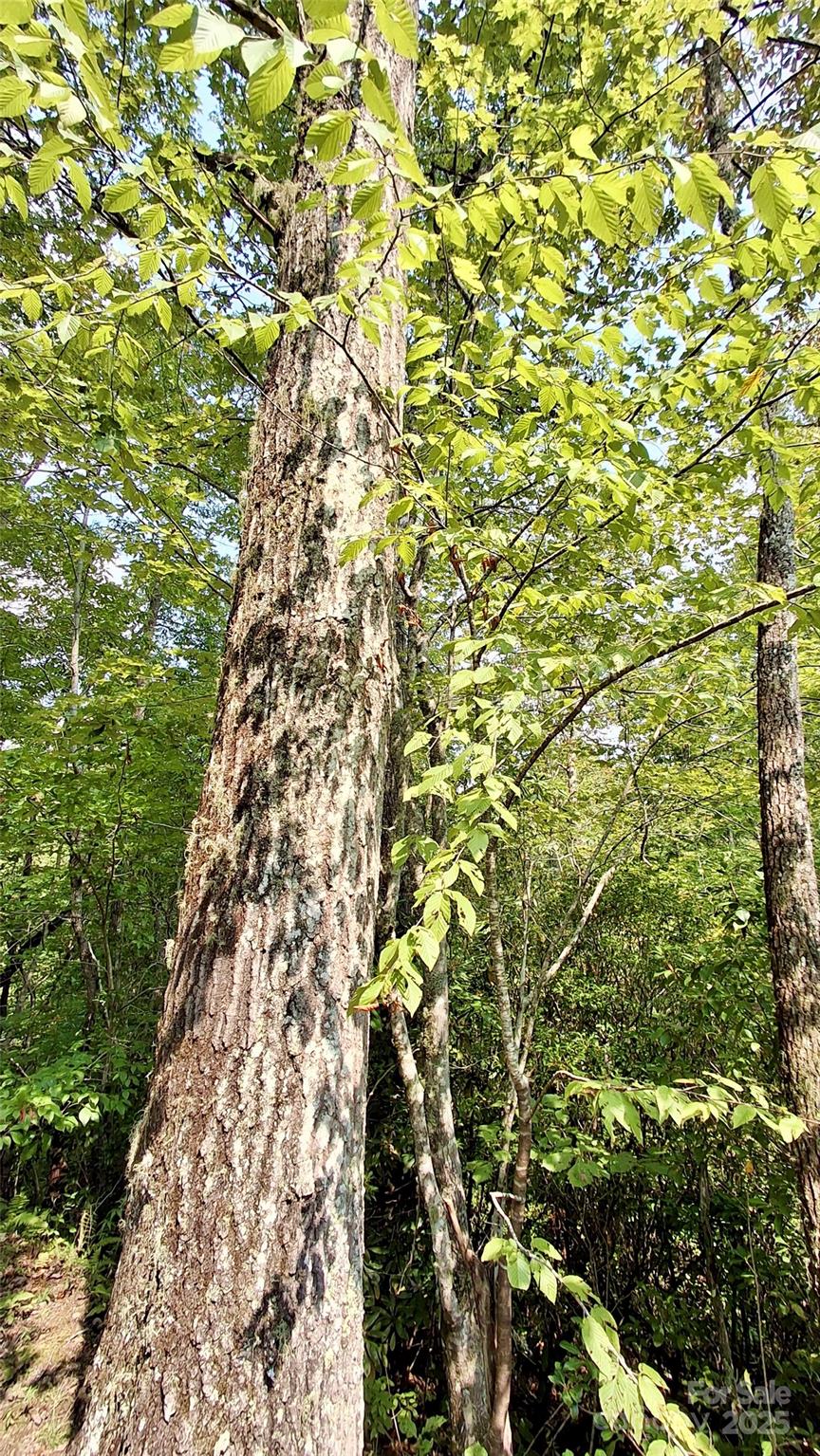 0 Cross Creek Circle Sylva NC 28779