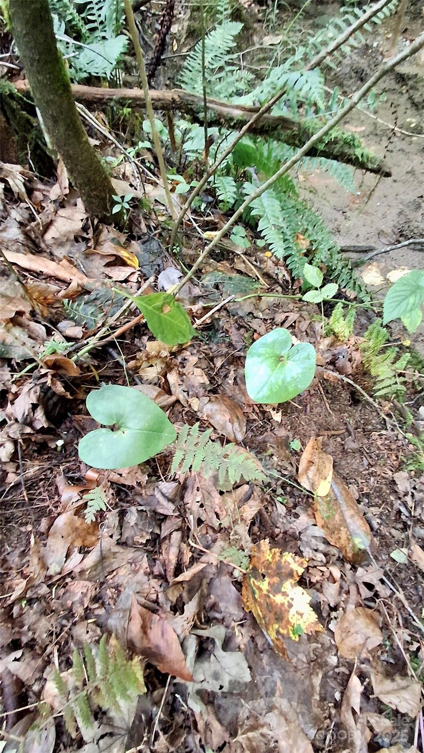 0 Cross Creek Circle Sylva NC 28779