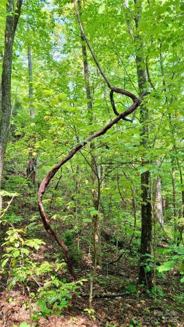 0 Cross Creek Circle Sylva NC 28779