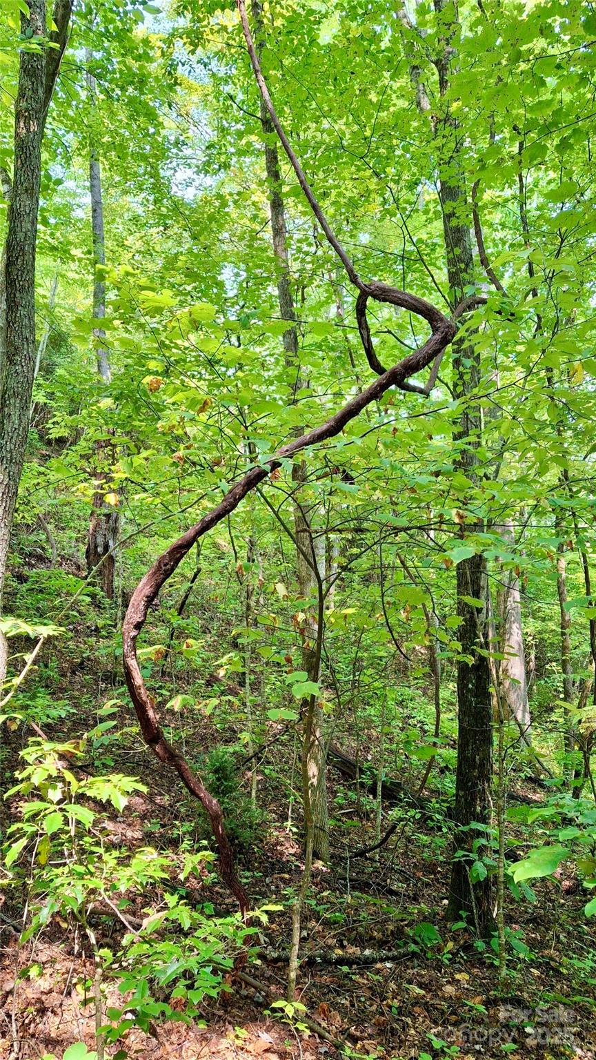 0 Cross Creek Circle Sylva NC 28779