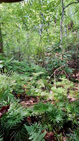 0 Cross Creek Circle Sylva NC 28779