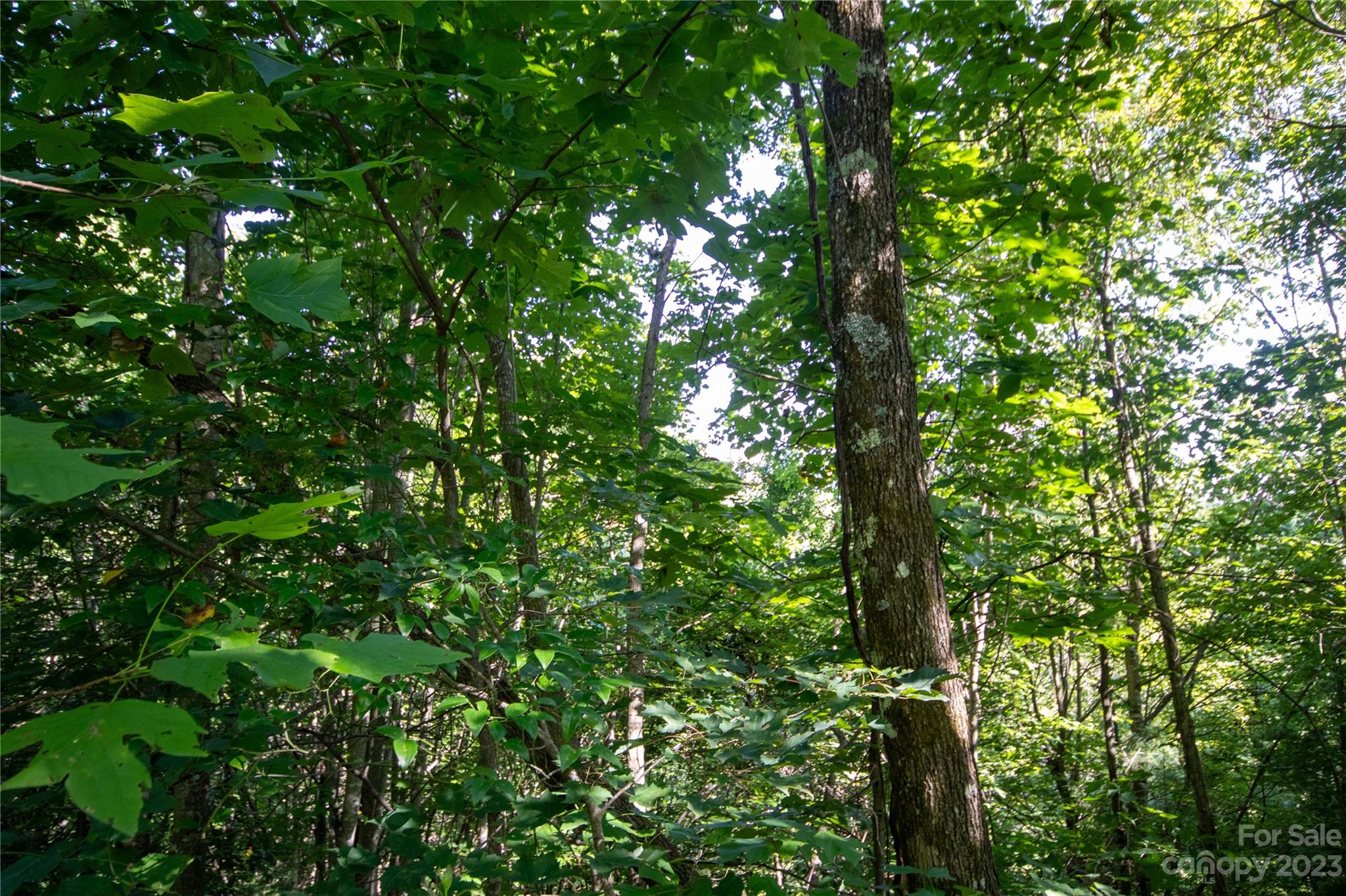 Lot# 526 Timber Rock Drive Lenoir NC 28645