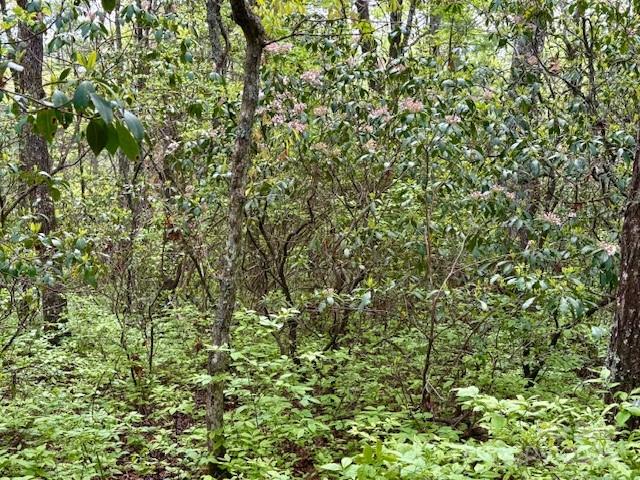 Fr 16 Opossum Path Brevard NC 28712