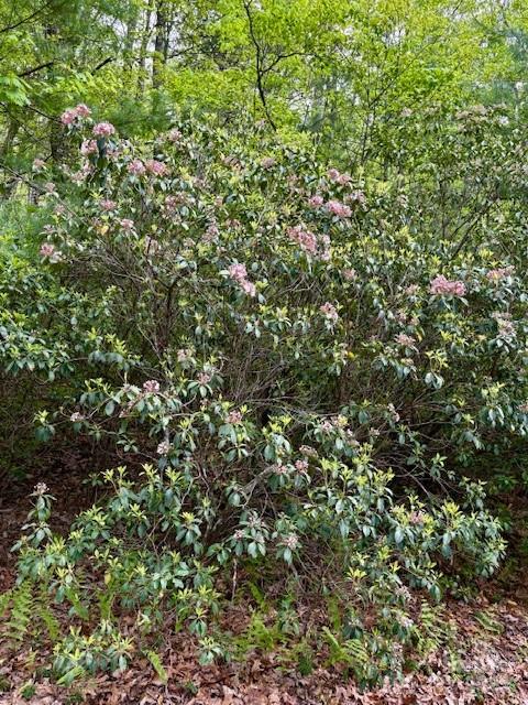 Fr 16 Opossum Path Brevard NC 28712